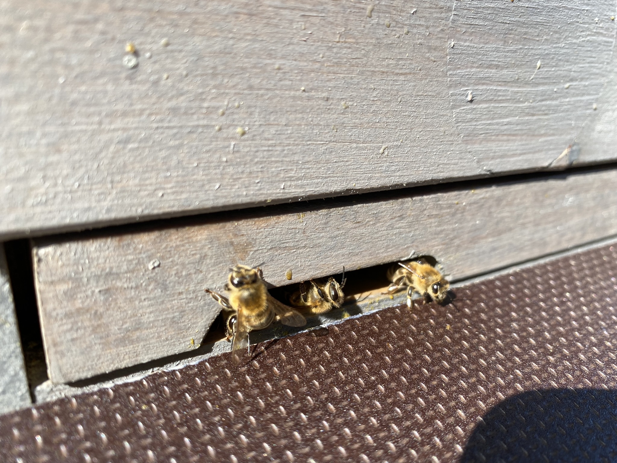Bienen am Flugloch